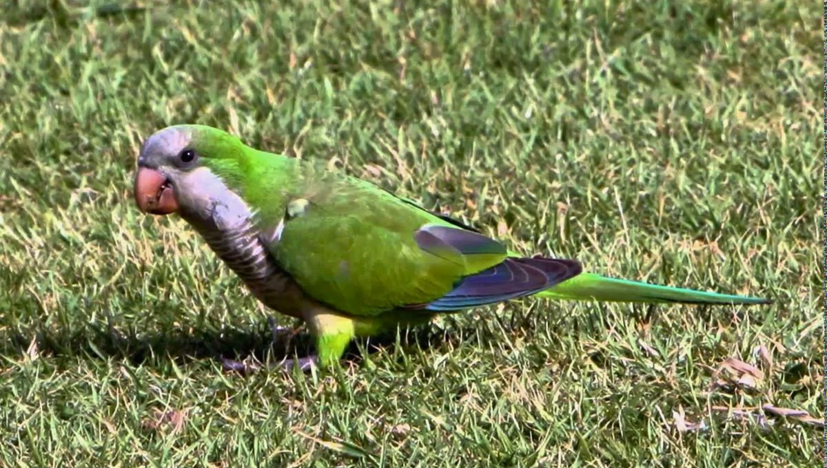 La catita o cotorra argentina se caracteriza por su color verde claro, m&aacute;s gris&aacute;ceo hacia el pecho. Posee un pico color naranja y patas gris&aacute;ceas.&nbsp;