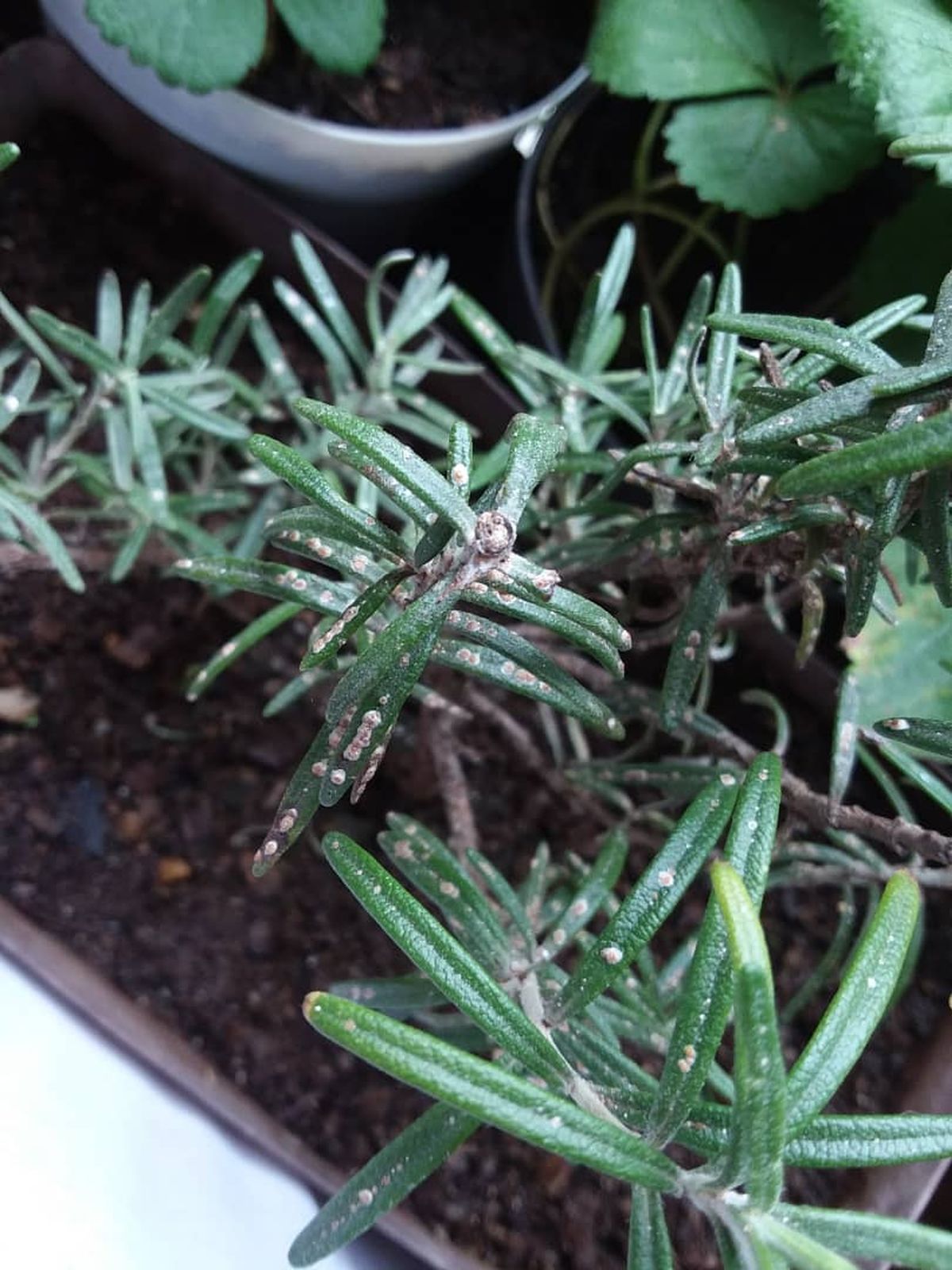 Qué significa que la planta de romero tenga manchas o polvo blanco en sus hojas, según expertos Qué significa que la planta de romero tenga manchas o polvo blanco en sus hojas, según expertos