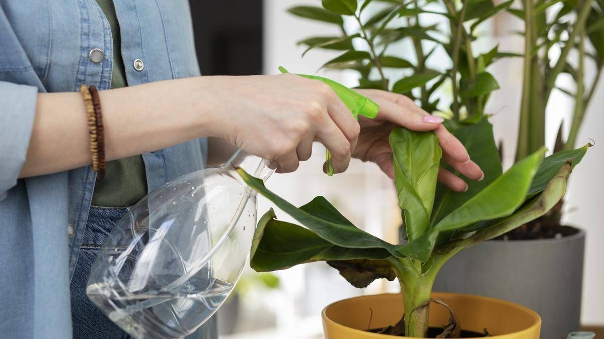 Crea un potente abono para tus plantas con la cáscara de una verdura rica en nutrientes