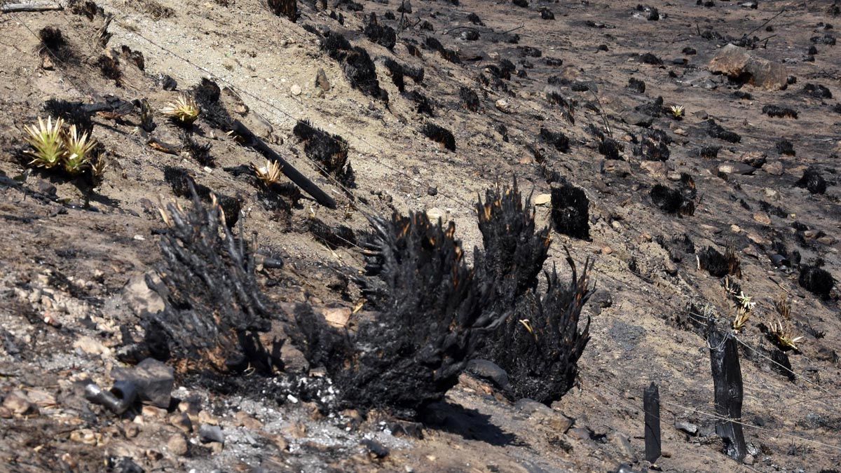 Córdoba: Más de 300 bomberos voluntarios combatían esta mañana los tres incendios forestales que se mantienen activos en Alta Gracia, el norte de Punilla y Alpa Corral, en las sierras de Córdoba, en una jornada que se presenta con pronóstico de fuertes vientos desde el norte y sin lluvias.
