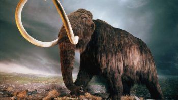 Los últimos mamuts de Alaska murieron de sed