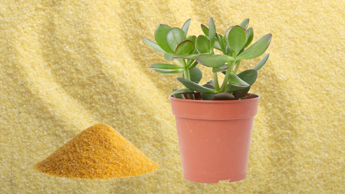 ¿Qué sucede si le colocas polenta al árbol de Jade?