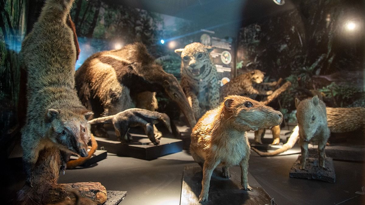 La taxidermia es un arte que casi ya no se practica en Mendoza pero en el Cornelio Moyano hay una rica variedad de piezas en exposición como en su hábitat natural.
