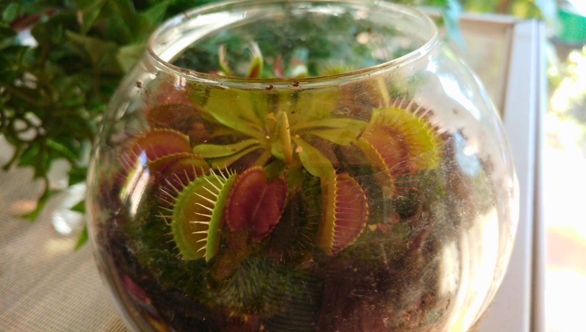 Por qué conviene tener una planta carnívora en casa y cuáles son sus beneficios