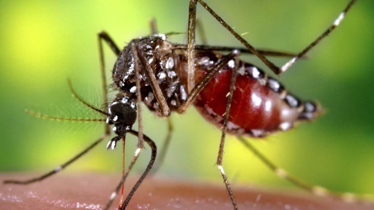 El mosquito Aedes Aegypti es el vector que contagia la enfermedad.
