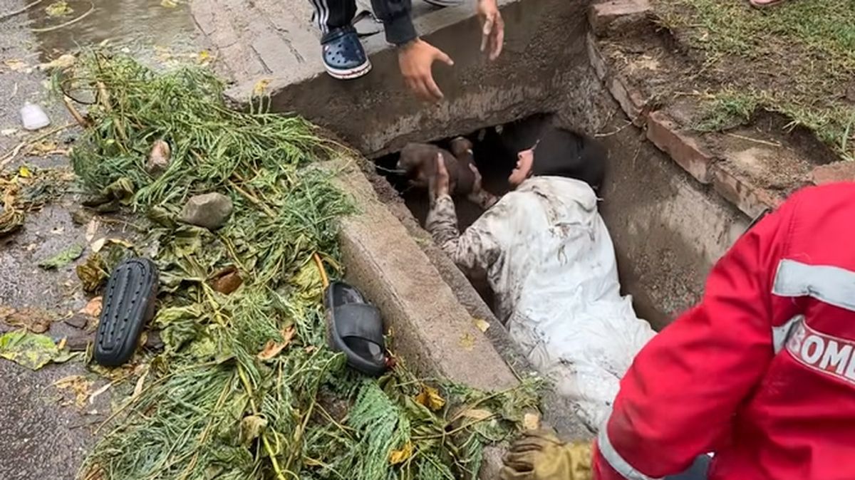 Celeste, la heroína que se metió en una acequia llena de agua y barro para rescatar 8 perros