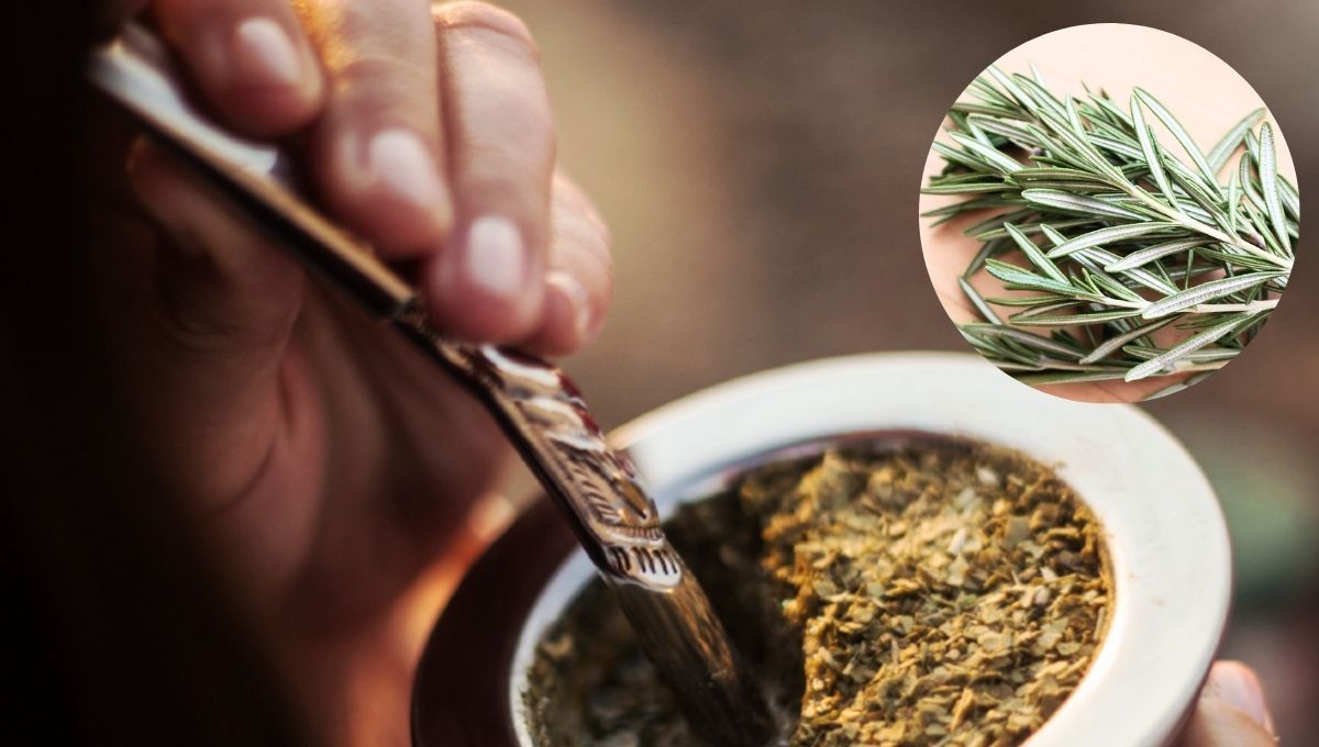 El romero y la yerba mate deben ser mezclados para obtener grandes beneficios&nbsp;