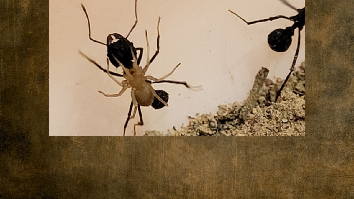 En Mendoza se confirmó que las Attacobius nigripes se montan sobre hormigas para transportarse.