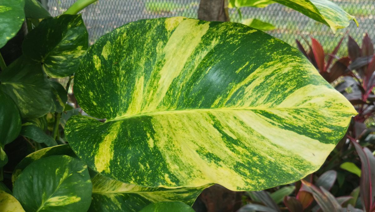 Las hojas amarillas son un síntoma de mal riego. Las hojas amarillas son un síntoma de mal riego. 