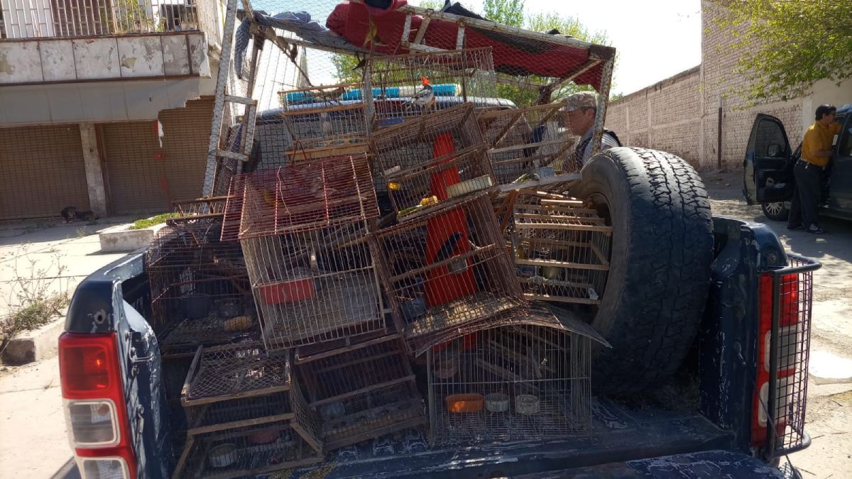 Jaulones, jaulas y tramperos. Triste imagen de un comercio vil e ilegal de pájaros silvestres. En Guaymallén y Las Heras se logró recuperar a 26 aves este sábado y se los entregó al personal de Recursos Naturales de la Provincia.