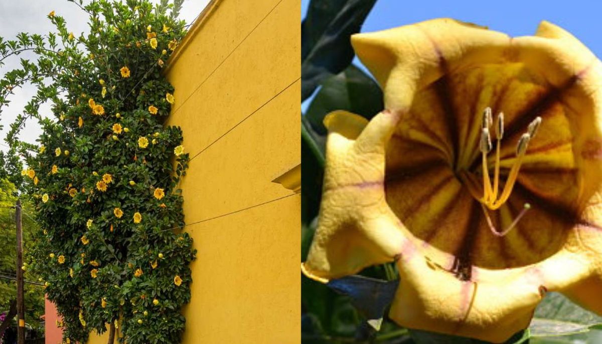 En condiciones óptimas, esta enredadera puede llegar a alcanzar los 10 metros de altura. En condiciones óptimas, esta enredadera puede llegar a alcanzar los 10 metros de altura.