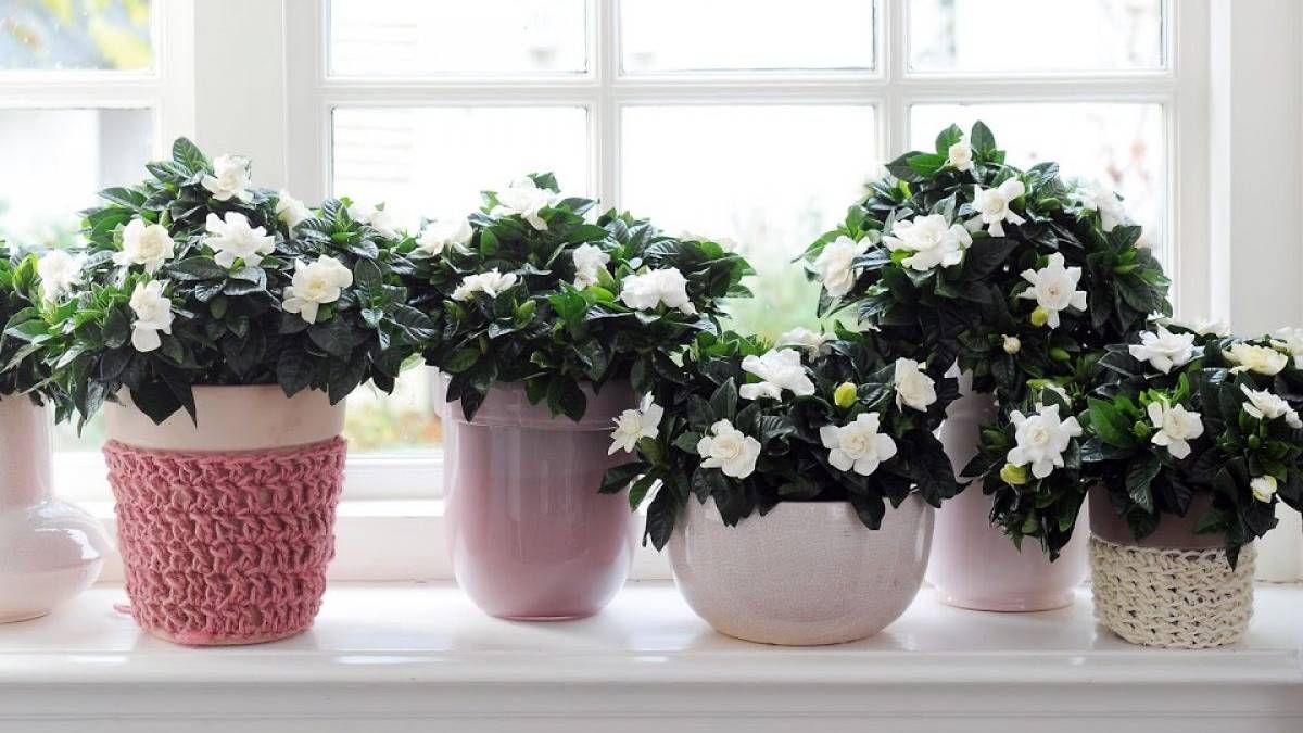 La poderosa planta para dormir bien y que no puede faltar en tu cuarto según el Feng Shui. La poderosa planta para dormir bien y que no puede faltar en tu cuarto según el Feng Shui.