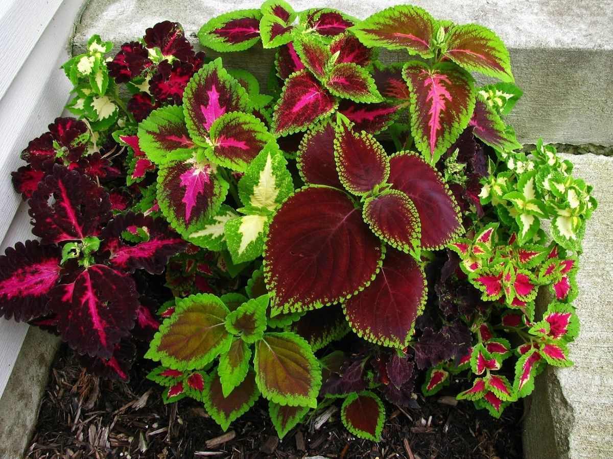 El Coleus blumei es una planta que le da alegría al hogar. Imagen: Pixabay El Coleus blumei es una planta que le da alegría al hogar. Imagen: Pixabay