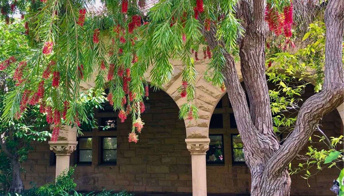 Es uno de los arbustos m&aacute;s conocidos, tanto para jardines como para espacios p&uacute;blicos.