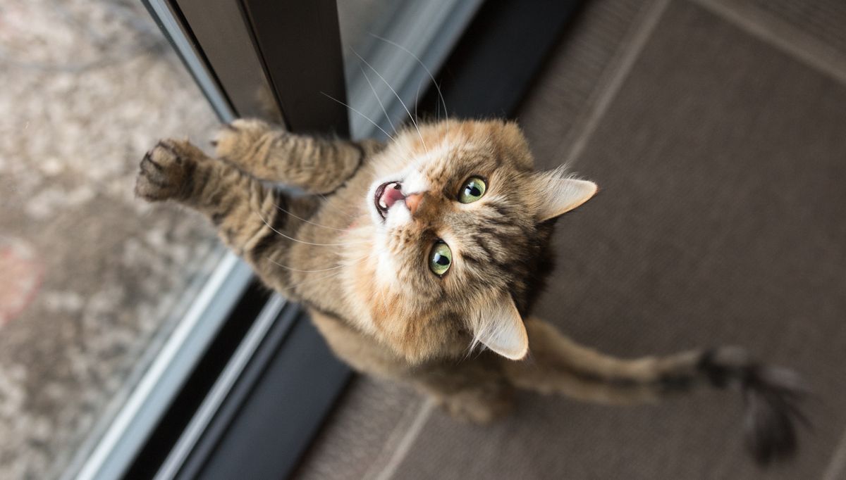 Muchos lo hacen mal: estudio revela cuál es la mejor manera de llamar a los gatos Muchos lo hacen mal: estudio revela cuál es la mejor manera de llamar a los gatos