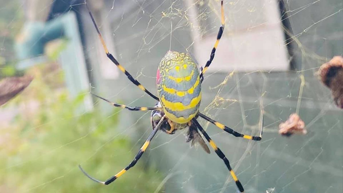 Invasión arácnida. Alerta: una araña gigante invadirá una ciudad costera.
