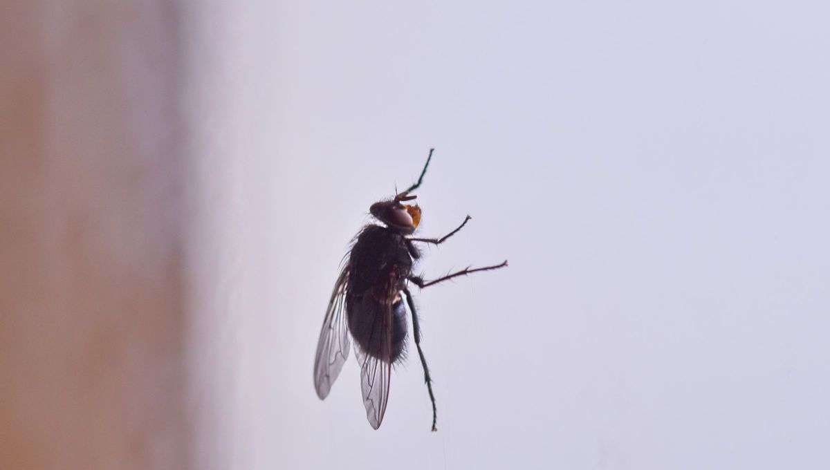 Las moscas son una plaga muy común. Las moscas son una plaga muy común.
