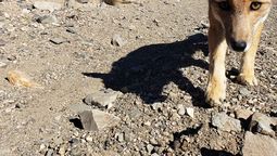 El conductor ebrio aseguró que se le cruzó un zorro en el camino de Luján de Cuyo y que por eso volcó. El conductor ebrio aseguró que se le cruzó un zorro en el camino de Luján de Cuyo y que por eso volcó.