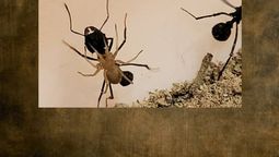 la arana que cabalga sobre hormigas en mendoza