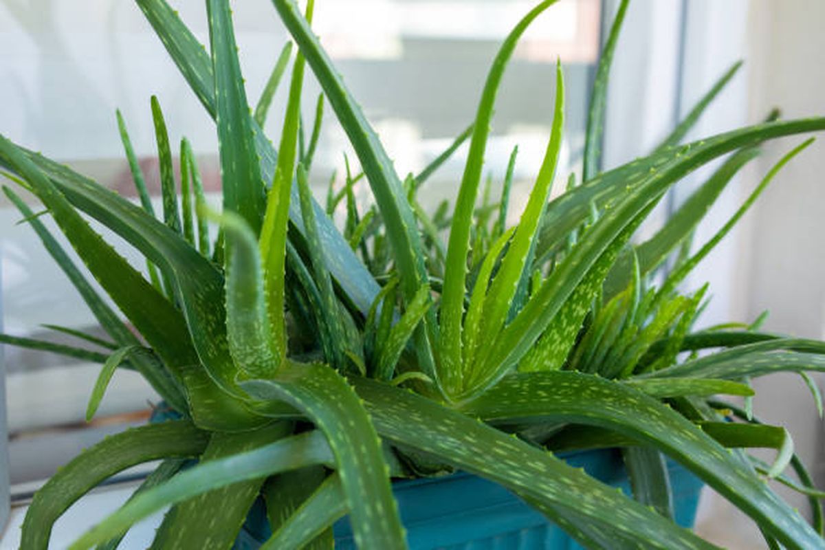 Aloe vera, una planta medicinal con propiedades únicas para eliminar toxinas. Aloe vera, una planta medicinal con propiedades únicas para eliminar toxinas.