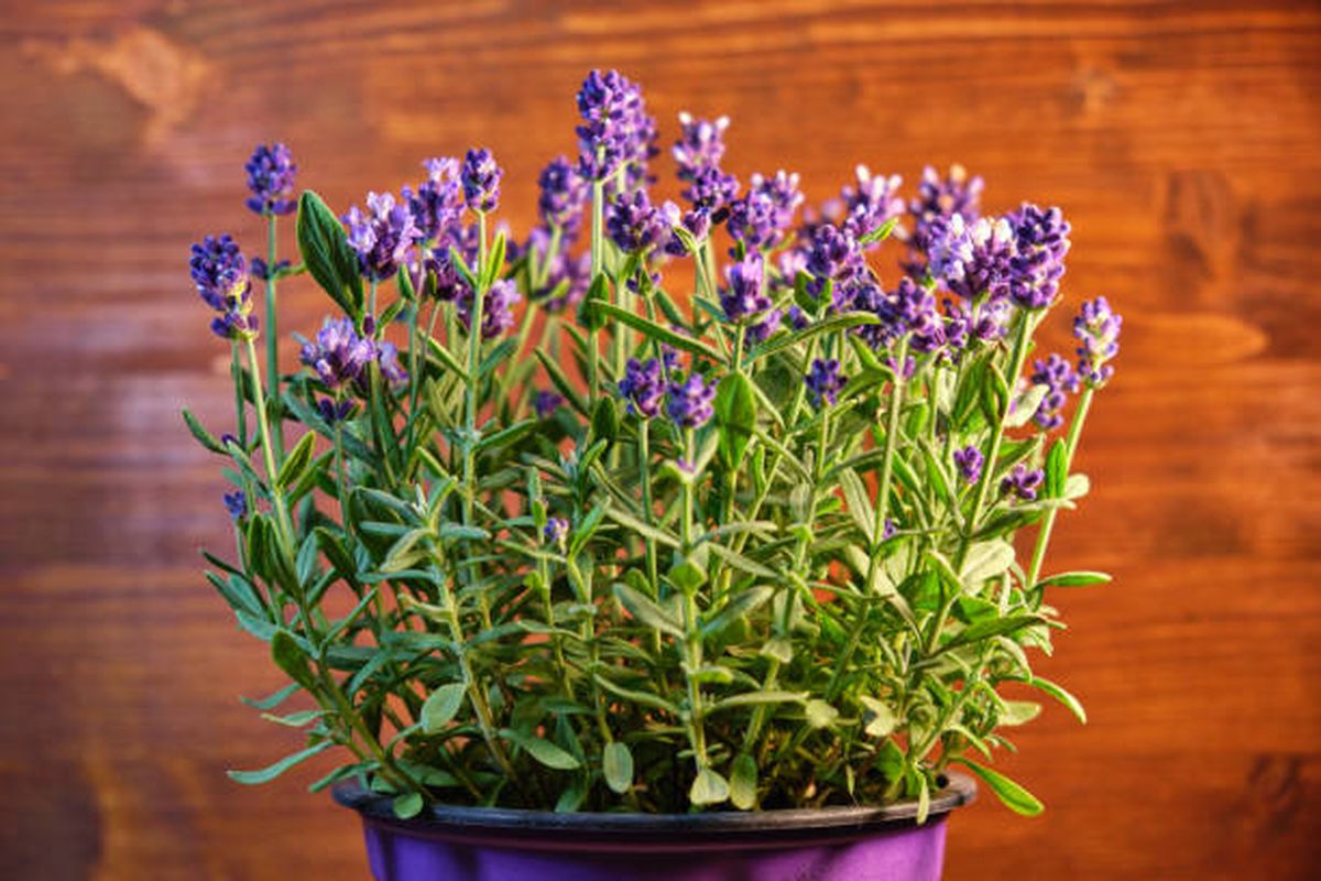 La lavanda puede ayudarte a repeler a los alacranes. La lavanda puede ayudarte a repeler a los alacranes.