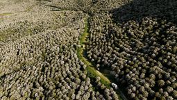 plantaron 200.000 arboles para un negocio millonario y recibieron una multa de us$16.000 por hacerlo en un humedal protegido