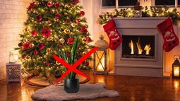Esta es la planta que deberás colocar al lado del árbol de Navidad.