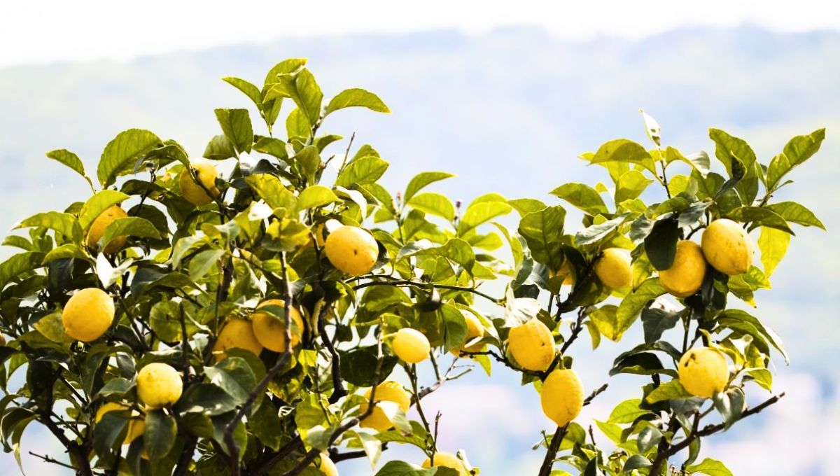 El limonero es uno de los ejemplares más comunes en los distintos jardines