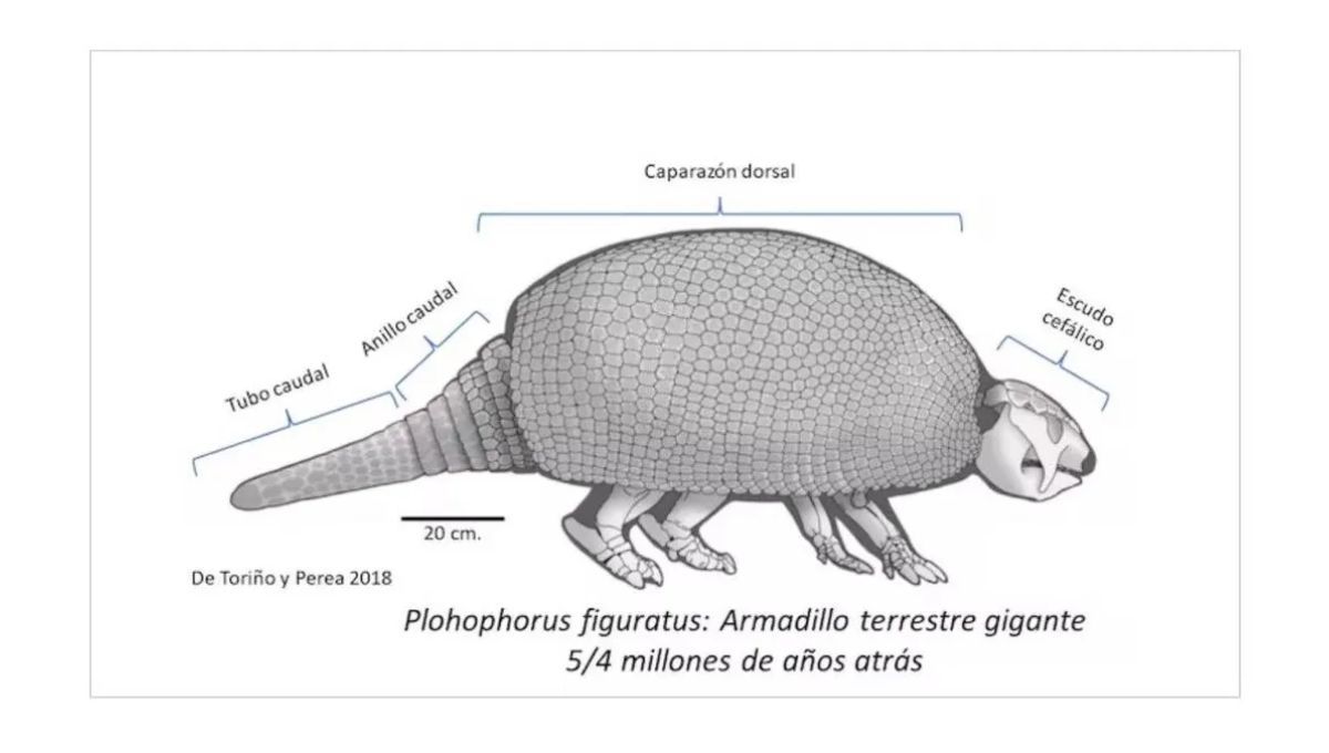 El descubrimiento de una extraña criatura que sorprende a América Latina El descubrimiento de una extraña criatura que sorprende a América Latina