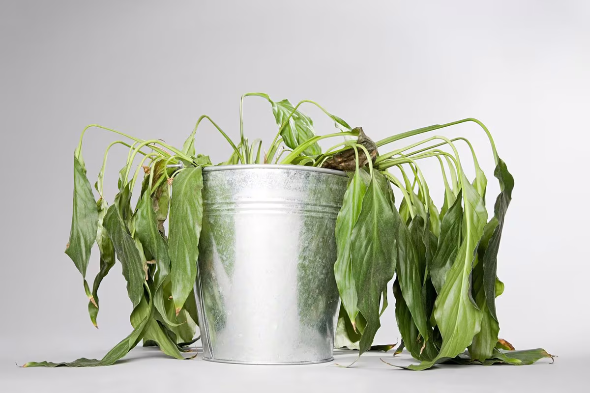 Revivir a tus plantas muertas no es imposible con este truco casero.
