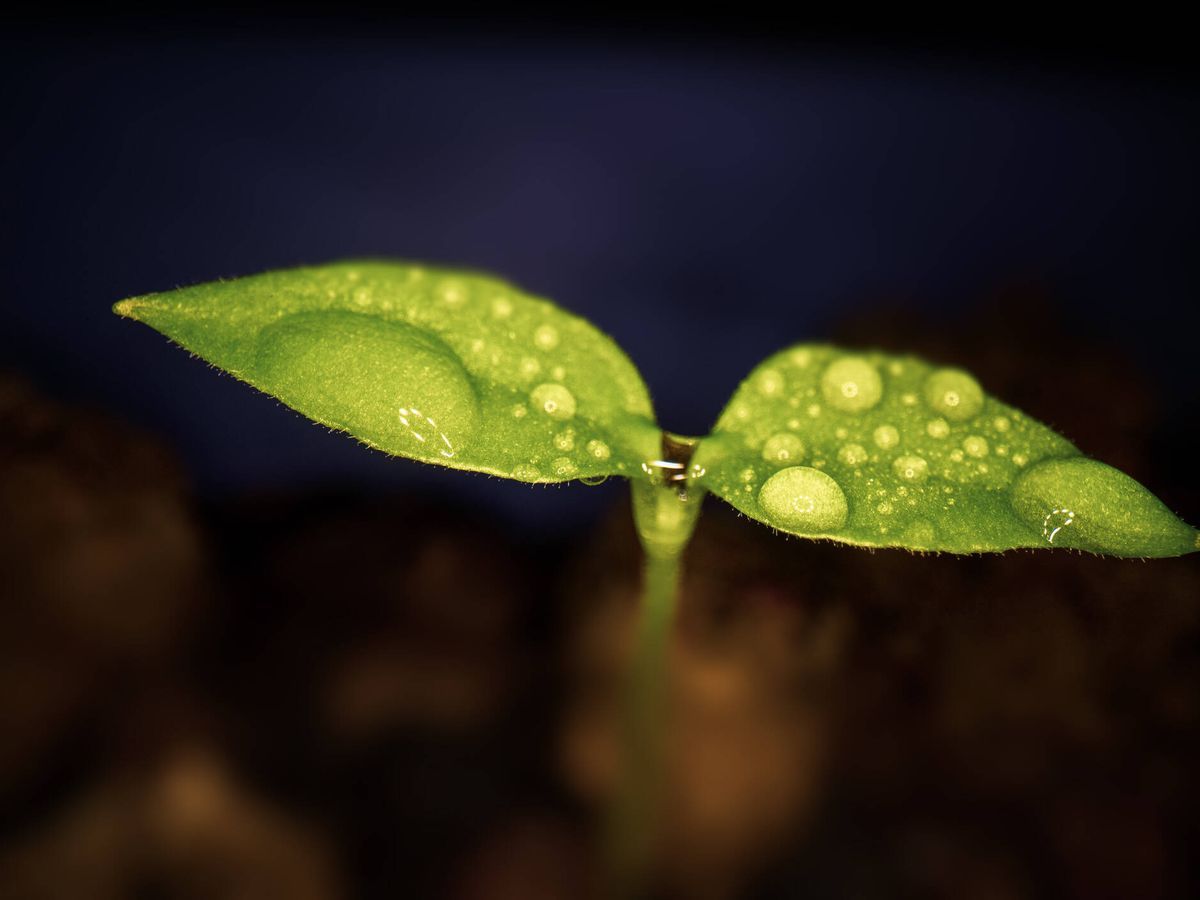 Asombroso descubrimiento demuestra que las plantas pueden crecer casi en la oscuridad Asombroso descubrimiento demuestra que las plantas pueden crecer casi en la oscuridad