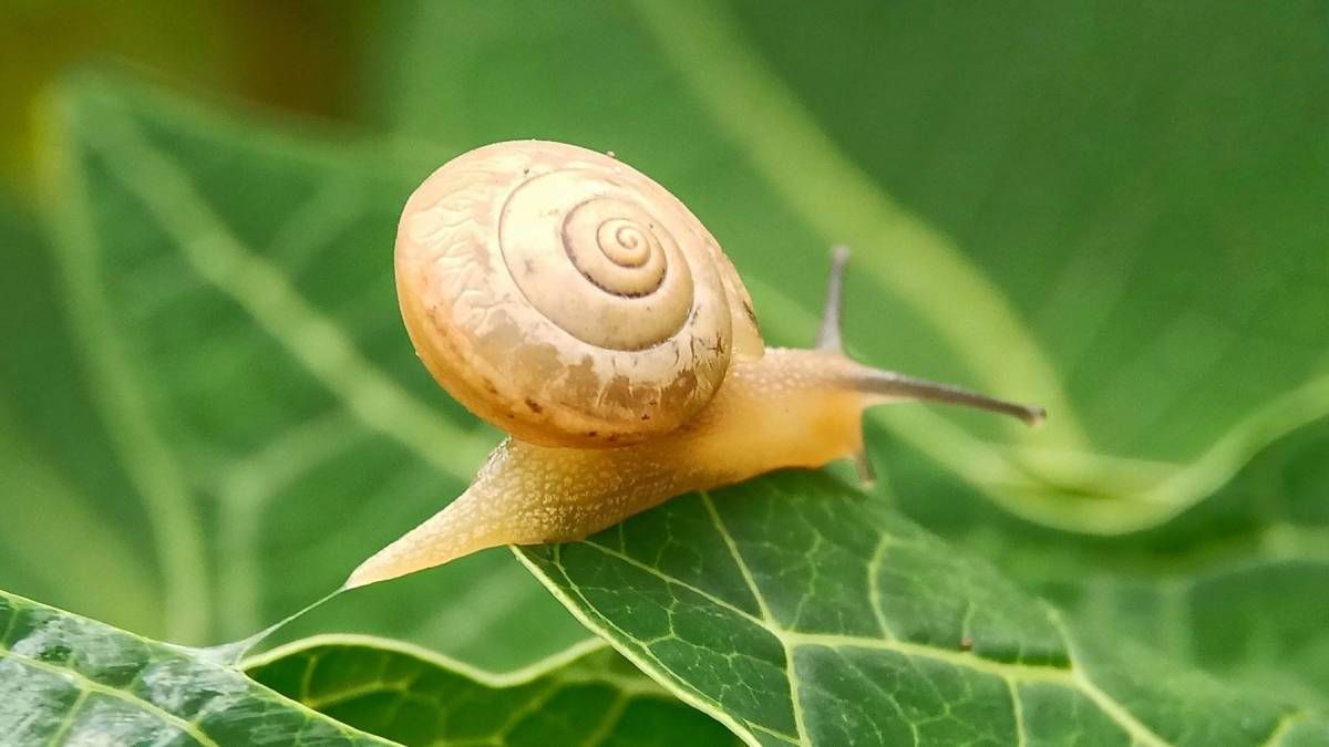 Cómo cuidar tus plantas de los caracoles y alejarlos para siempre