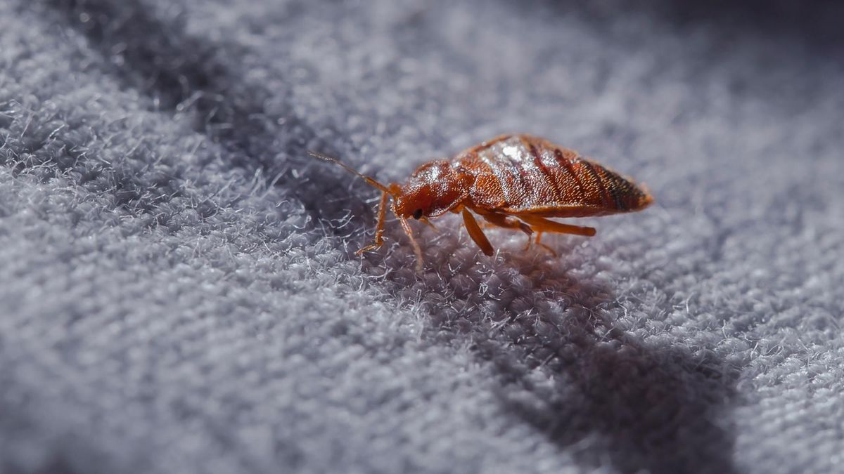 Ni ratas, ni cucarachas: la plaga que se esconde en tu casa en invierno y puede picarte Ni ratas, ni cucarachas: la plaga que se esconde en tu casa en invierno y puede picarte