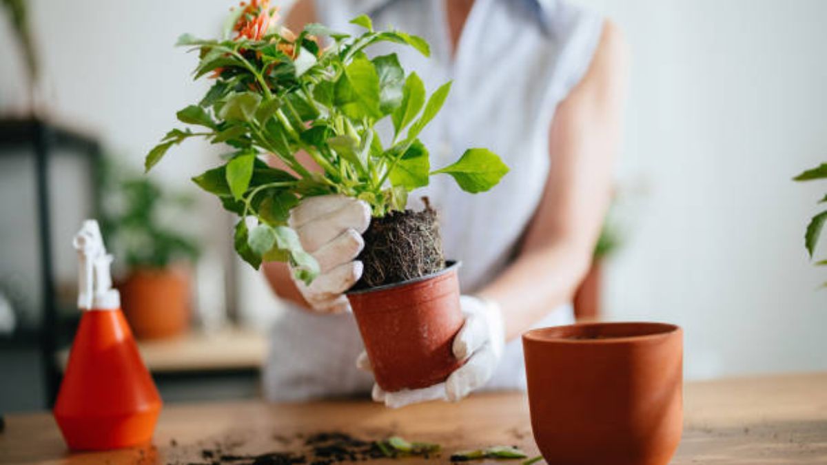 Aprende a cuidar tus plantas en maceta durante el invierno.