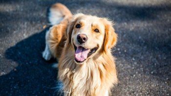 Su perro le comió el pasaporte y se salvó de viajar a China y contraer el coronavirus