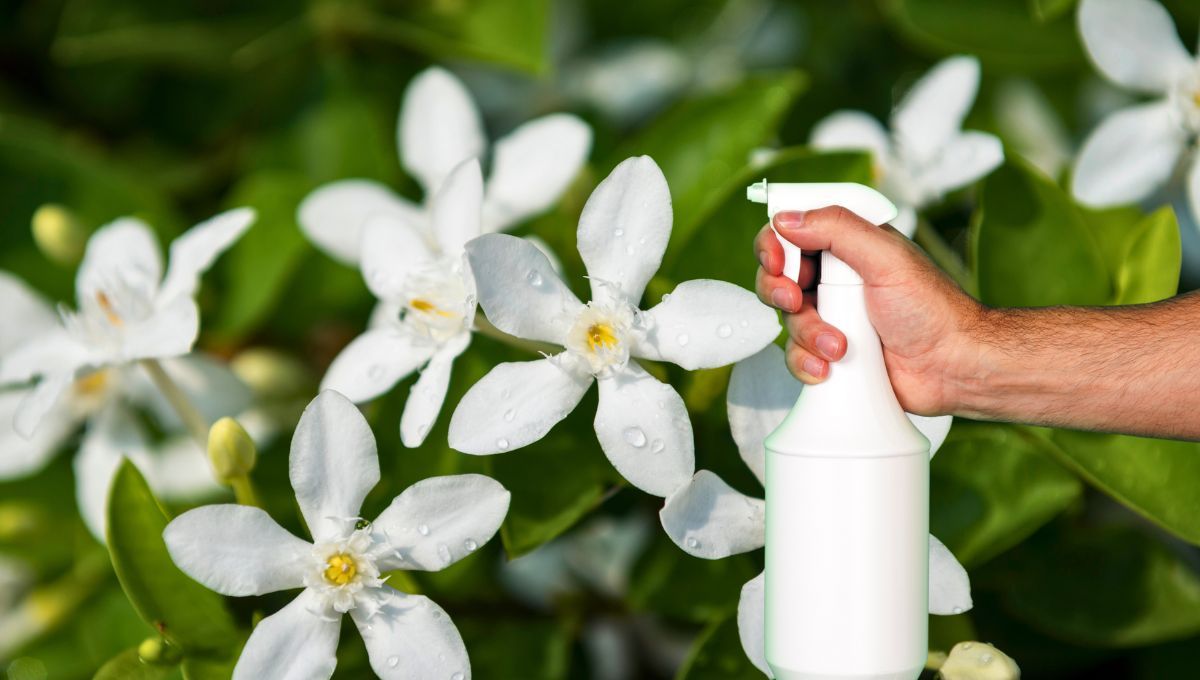 Planta de jazmín: por qué debes rociar sus hojas con espuma de jabón blanco