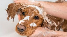 Los perros deben ser bañados con frecuencia en verano.&nbsp;