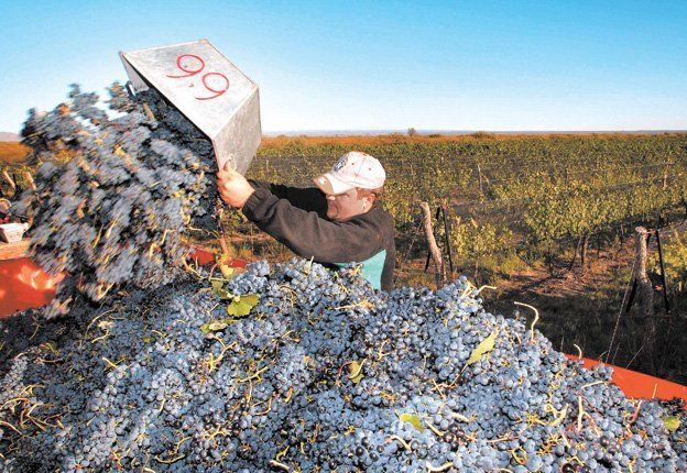La cooperativa Fecovita tiene como socios a cerca de 5.000 productores. La cooperativa Fecovita tiene como socios a cerca de 5.000 productores.