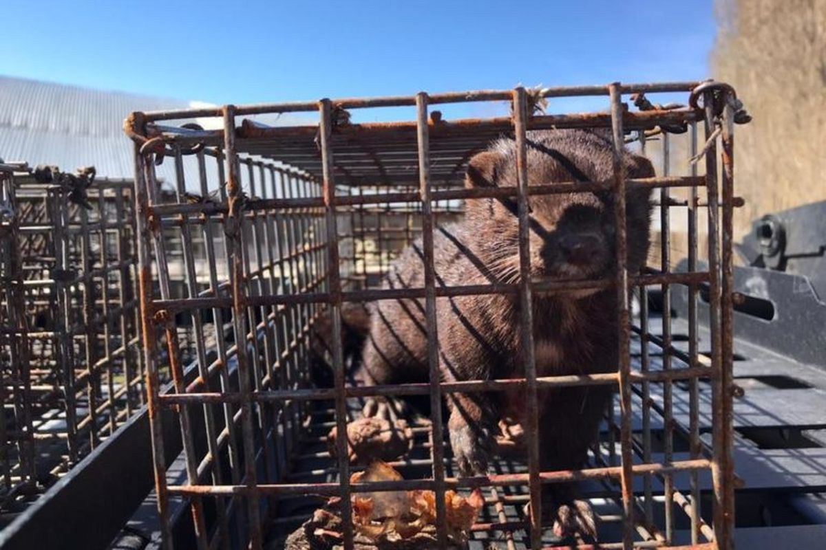 Aterra a la Patagonia: la plaga que pesa menos de un kilo, devora animales y crece sin control Aterra a la Patagonia: la plaga que pesa menos de un kilo, devora animales y crece sin control