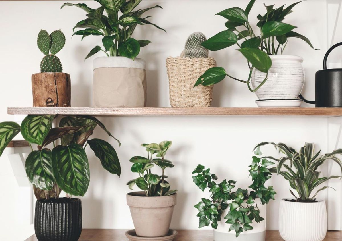 La planta de interior más resistente