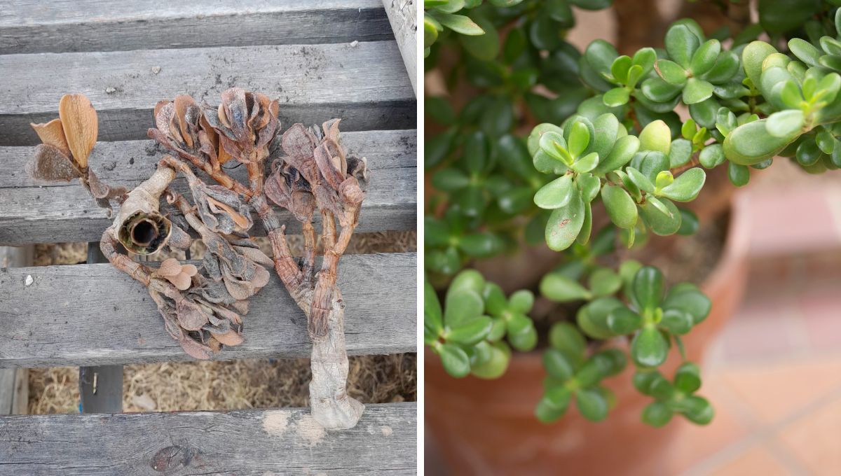 Árbol de Jade: así se revive esta planta