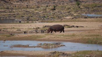 Parque sudafricano sacrificará 350 animales por grave sequía