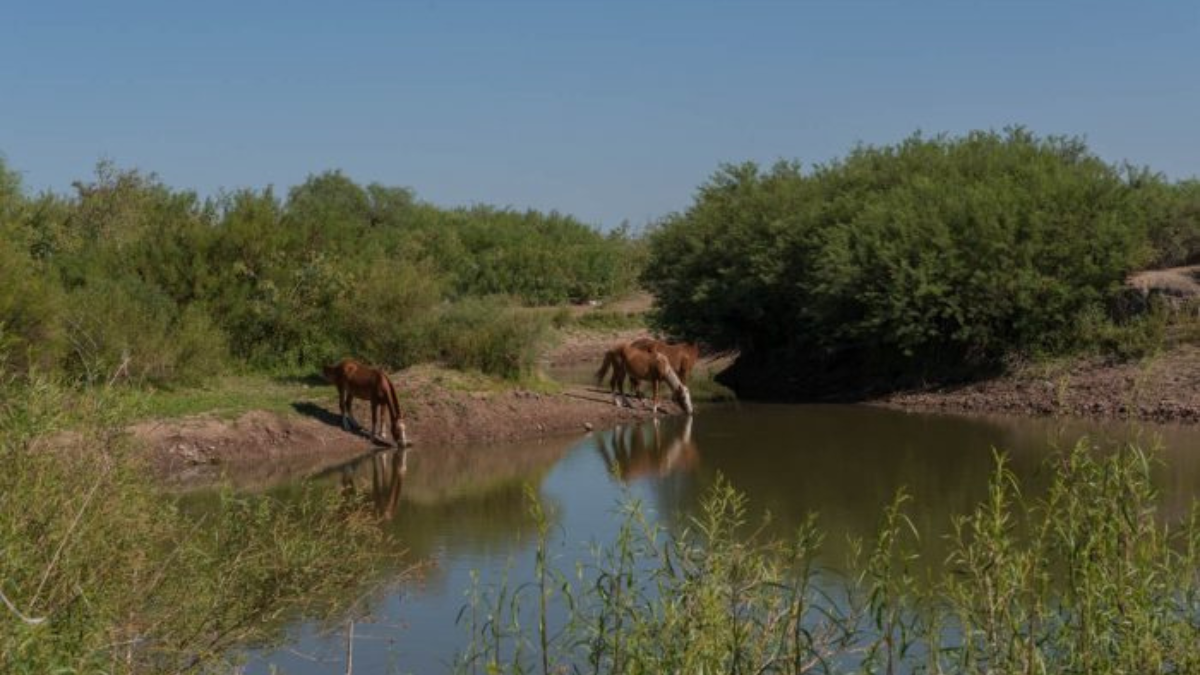 Este es el bosque Telteca, un paisaje que Nancy defiende de forma cotidiana. Este es el bosque Telteca, un paisaje que Nancy defiende de forma cotidiana.