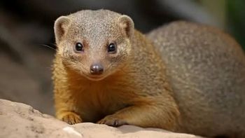 Trasladaron mangostas de India a América Latina para acabar con las ratas: 150 años después, no paran de expandirse