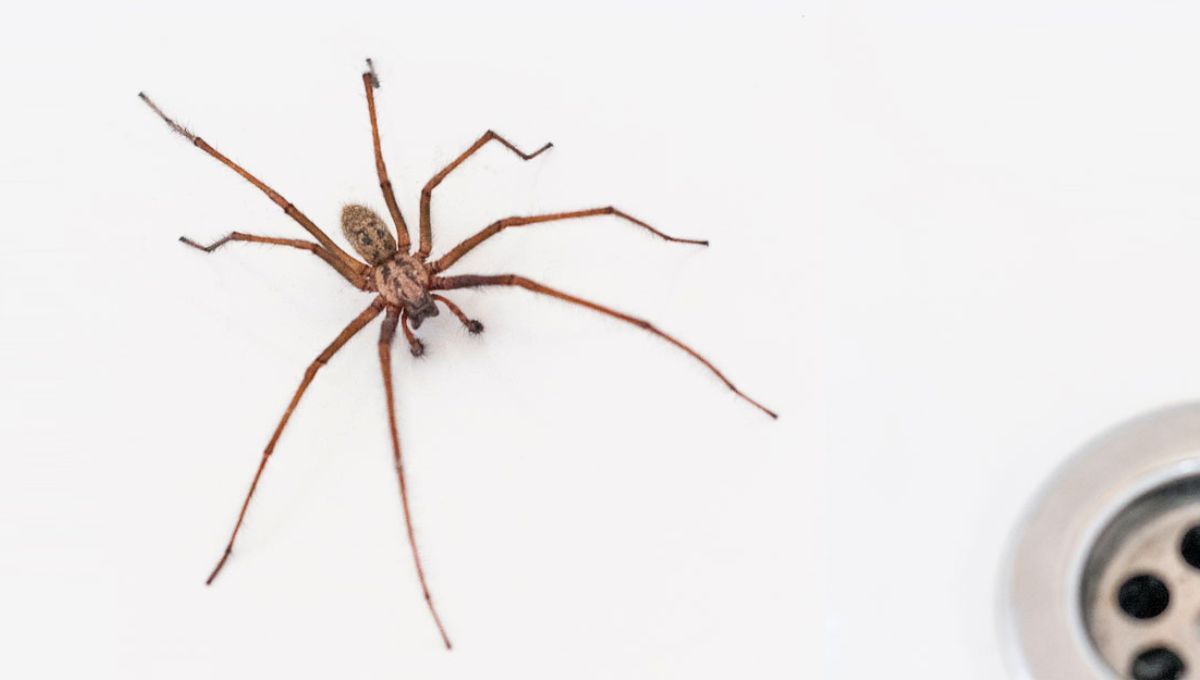 La araña de rincón es una de las plagas más temidas dentro de casa