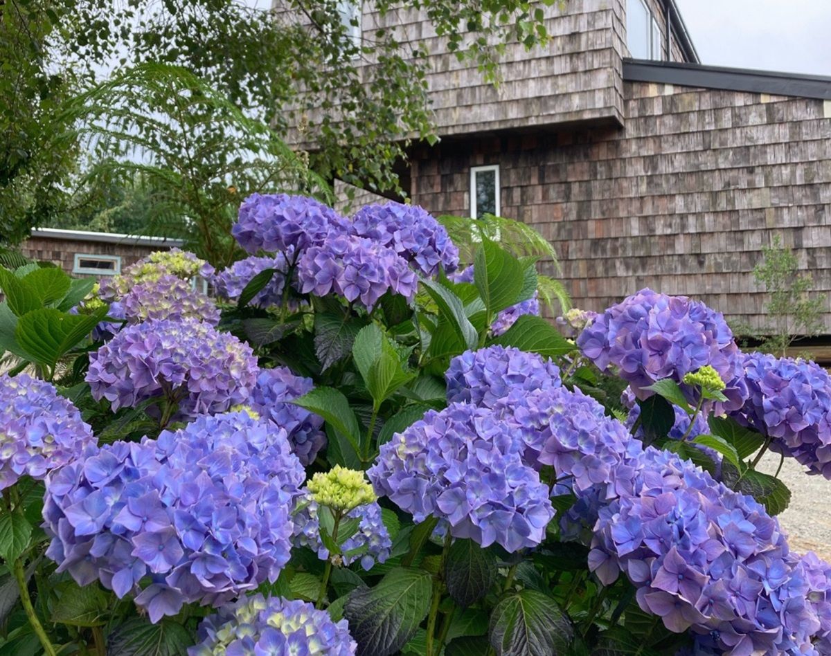 Las plantas que deberías podar en marzo para que tu jardín se convierta en un Edén.