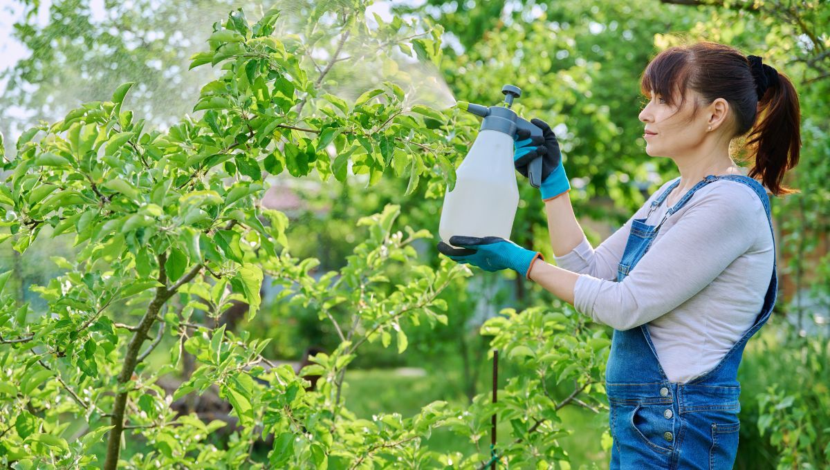 Truco casero para eliminar trips de las plantas