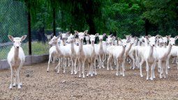En una semana solicitaron más de 3.000 animales al Ecoparque