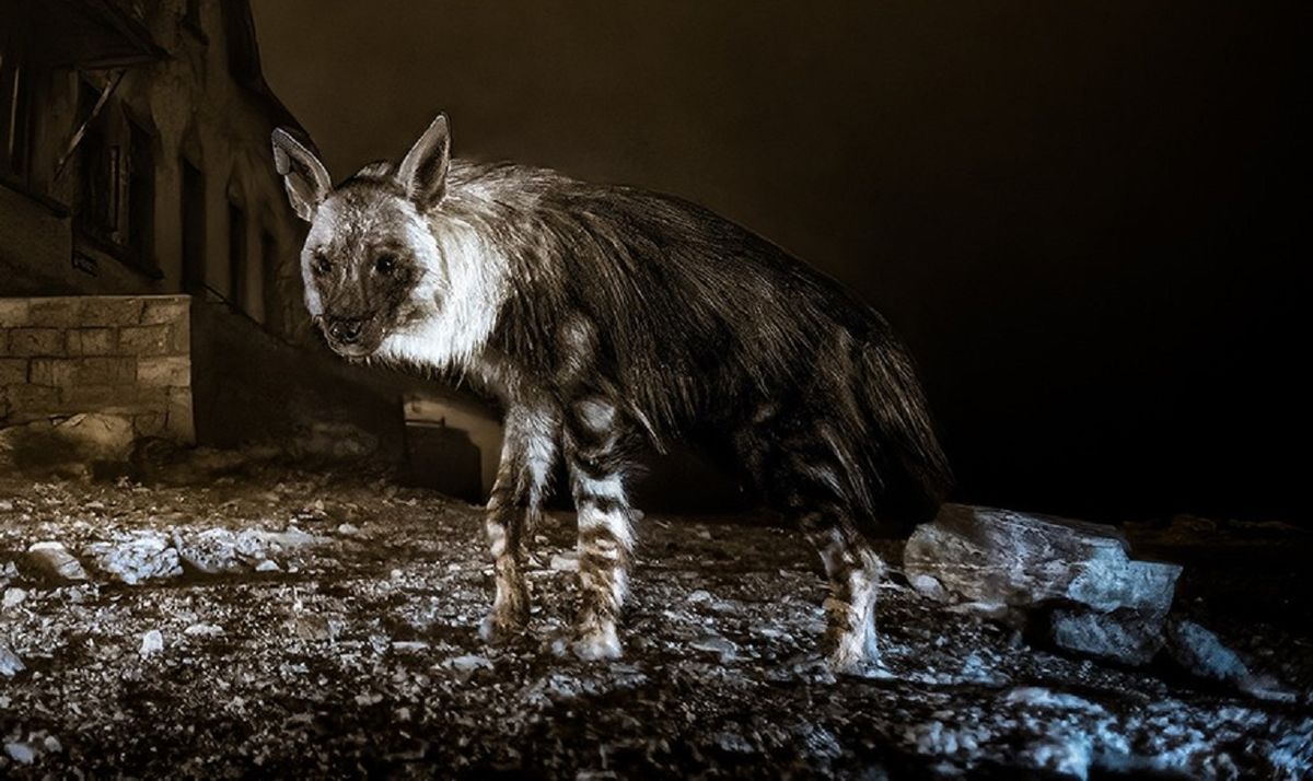 La increíble foto de una hiena en un pueblo fantasma que se llevó el gran premio del año