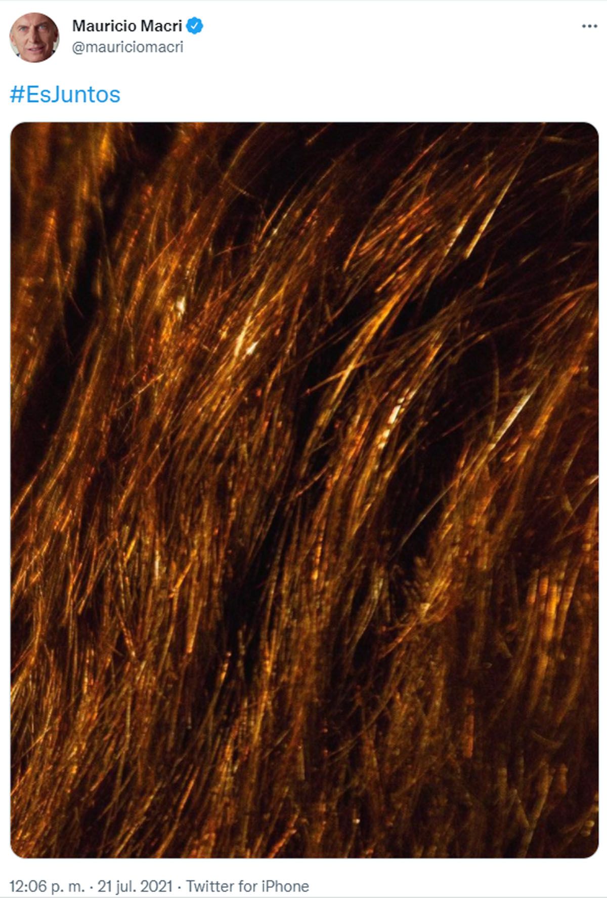La extra&ntilde;a foto que public&oacute; Mauricio Macri en Twitter ser&iacute;a del pelo de Diego Santilli, candidato de Juntos por el Cambio a diputado nacional por Buenos Aires.